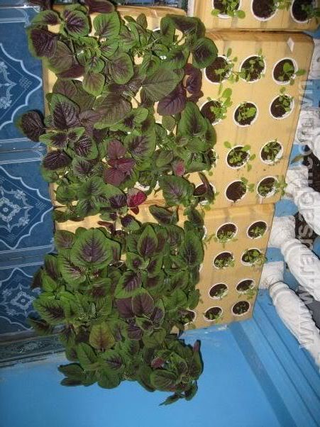 ACE 5giay có ai trồng rau mầm, rau sạch không? - 3