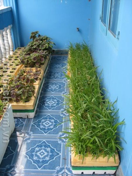 ACE 5giay có ai trồng rau mầm, rau sạch không? - 4