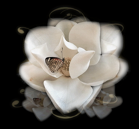 magnolia_main.gif picture by Damita51_2007