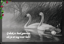 0-24zwaan_gif.gif picture by frieda_52