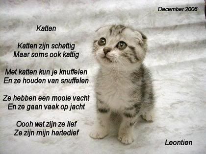 1katten-1.jpg picture by frieda_52
