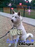 271178341_805334.gif picture by frieda_52