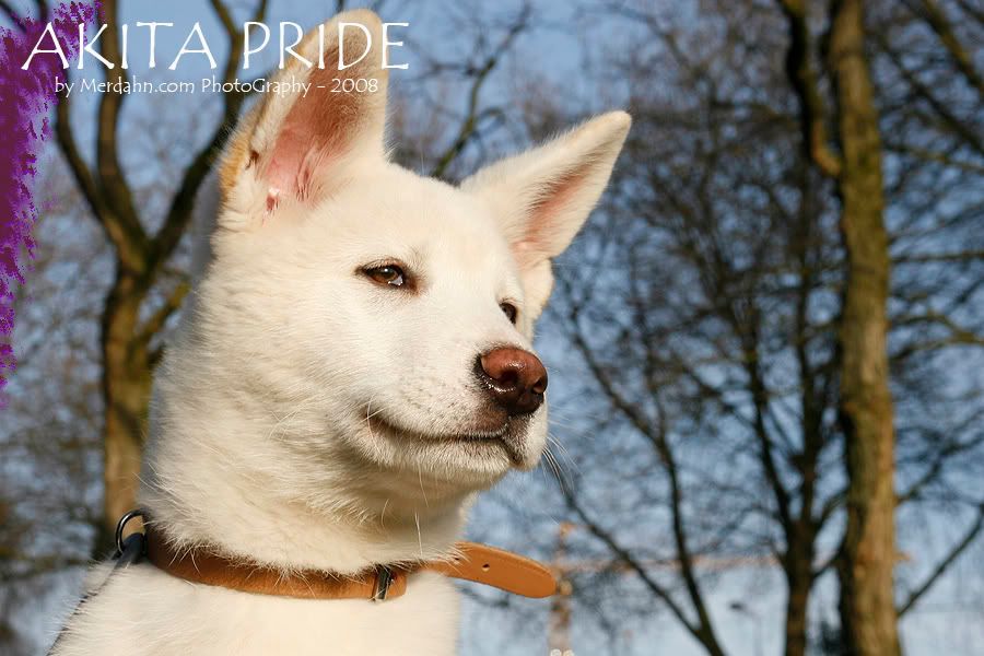 Akita_Pride_II_by_Merdahn.jpg picture by frieda_52