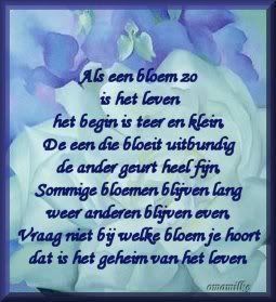 Alseenbloem.jpg picture by frieda_52