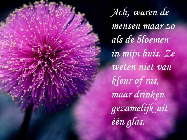 bloemen.jpg picture by frieda_52