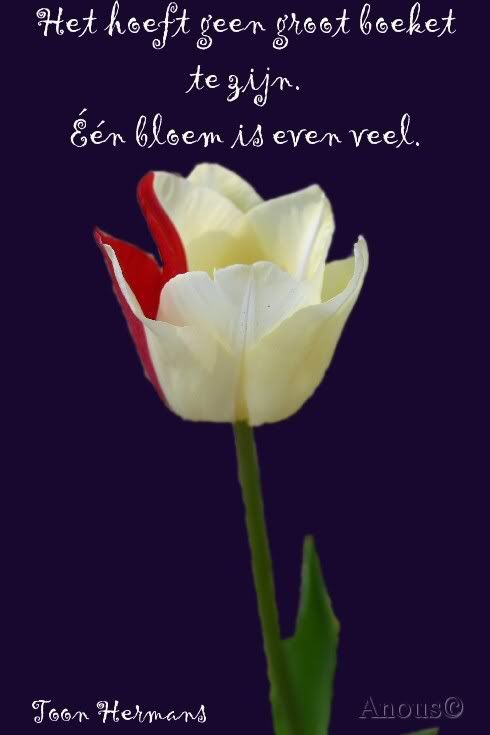 evenveel.jpg picture by frieda_52