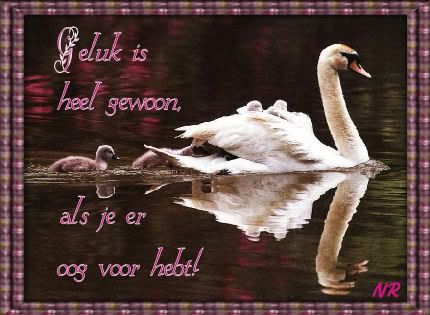 gewoon_geluk.jpg picture by frieda_52