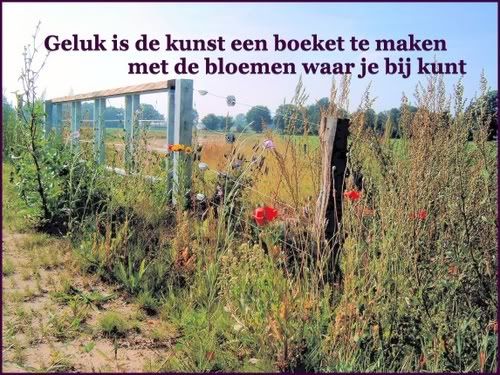 kopie_van_klaprozen_1-1.jpg picture by frieda_52