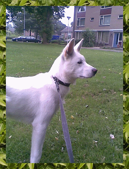 ruko-2.gif picture by frieda_52