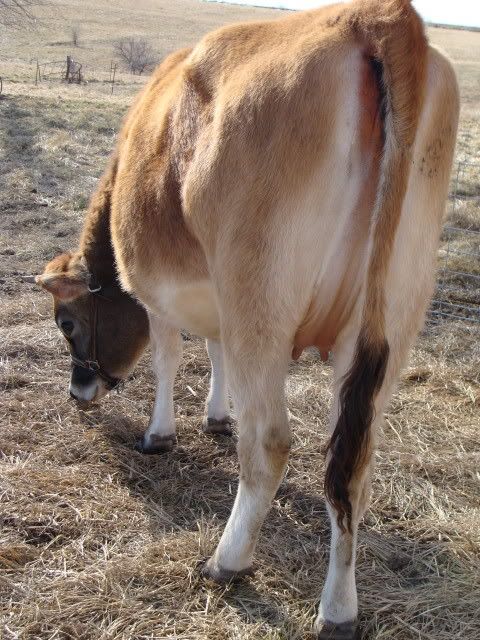 Please judge my heifer's condition (pic heavy-ish) - Cattle