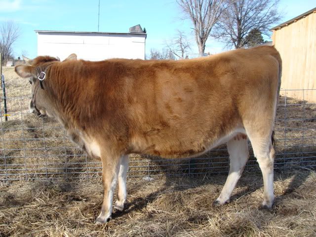 Please judge my heifer's condition (pic heavy-ish) - Cattle