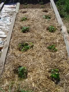 Homesteadiing on 1 acre or less -- roll call - Homesteading Questions