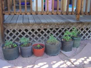 Homesteadiing on 1 acre or less -- roll call - Homesteading Questions