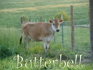 Our new jersey heifer - Cattle