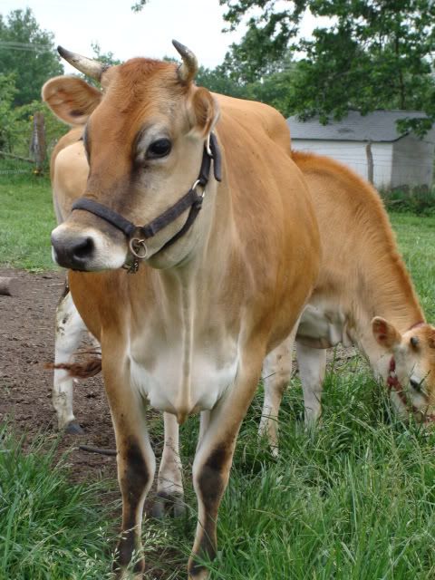 Trouble getting our Jersey to settle, suggestions please? Photos - Cattle