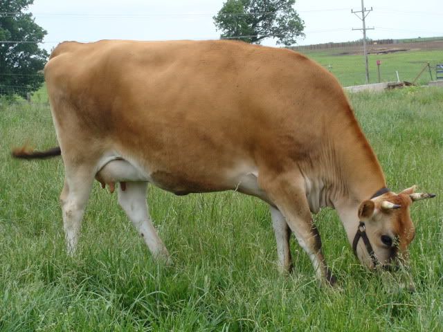 Trouble getting our Jersey to settle, suggestions please? Photos - Cattle