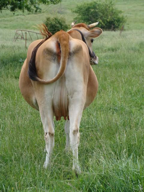 Trouble getting our Jersey to settle, suggestions please? Photos - Cattle