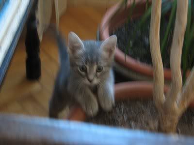 Photo Sharing and Video Hosting at Photobucket