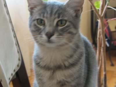 Photo Sharing and Video Hosting at Photobucket