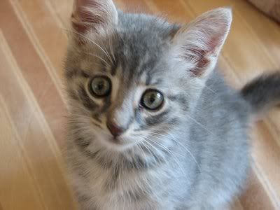 Photo Sharing and Video Hosting at Photobucket