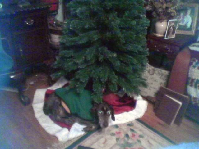 ZachundertheChristmasTree.jpg