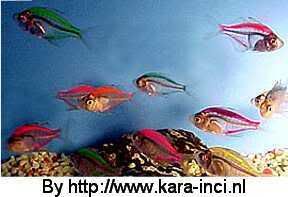 Painted Glassfish
