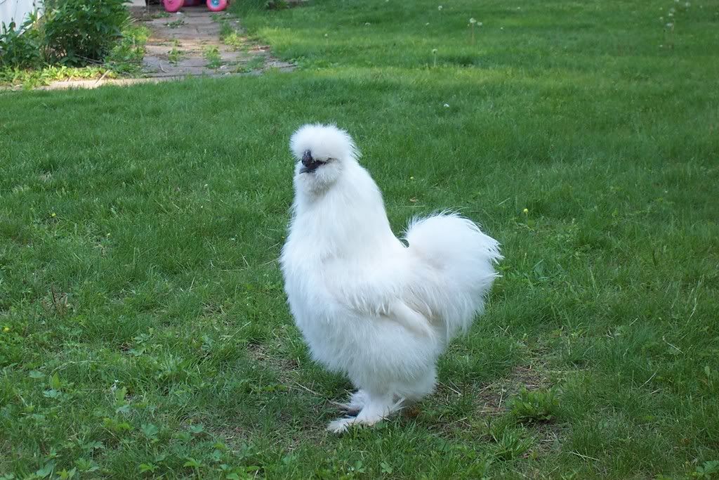 Determining The Sex Of My Silkies Backyard Chickens Learn How To Raise Chickens 1891