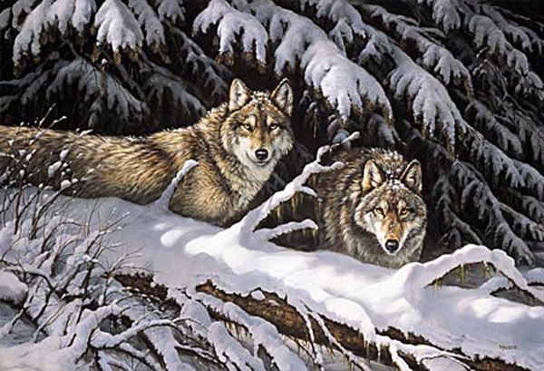 wolves in snow Pictures, Images and Photos
