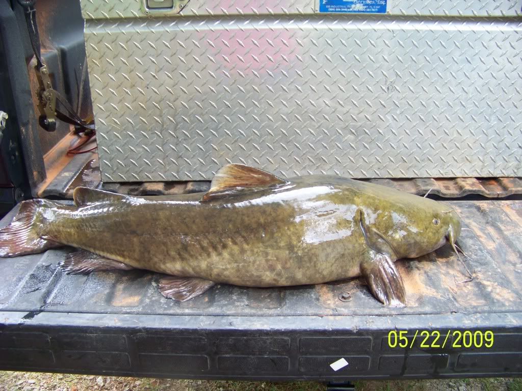 Lanier Catfish Angler Forum at USCA