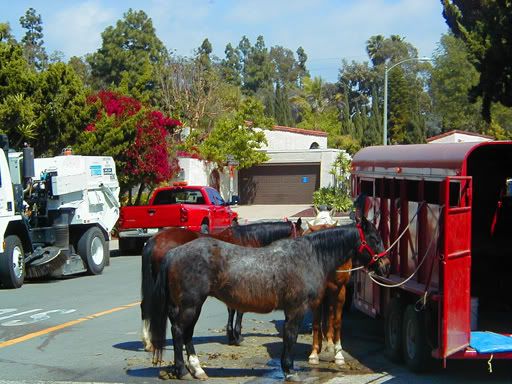 capistrano swallows day