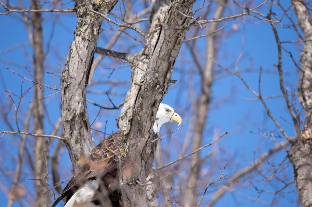 IMAGE: http://i187.photobucket.com/albums/x176/1967rs/IMG_3185copy.jpg