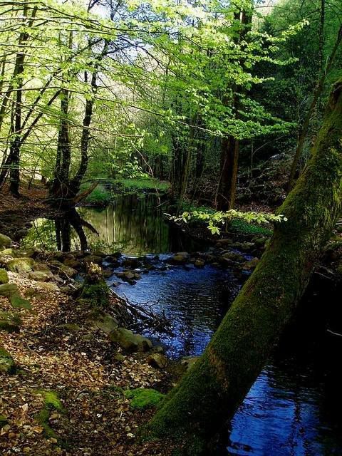 Riachuelo en el bosque Pictures, Images and Photos