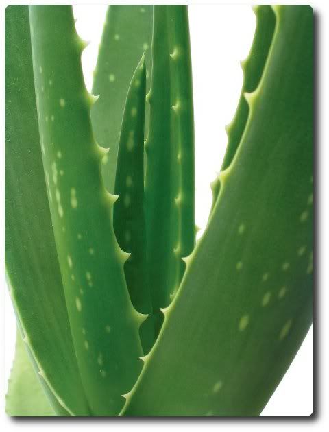 aloe vera photo: Natural Home Acne Treatment