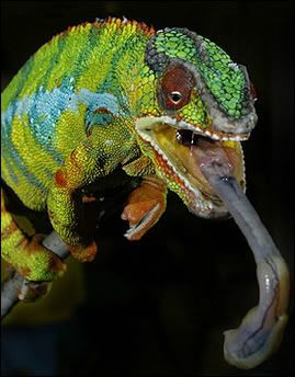 CHAMELEON Pictures, Images and Photos