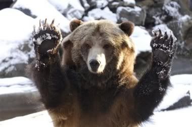 GRIZZLY BEAR Image | Picture | Graphic | Photo