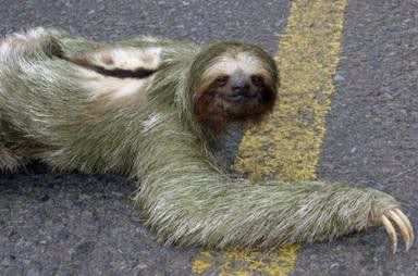 Sloth Pictures, Images and Photos