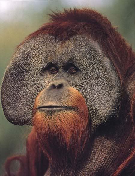 orangutan2.jpg