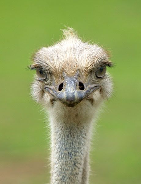 ostrich.jpg