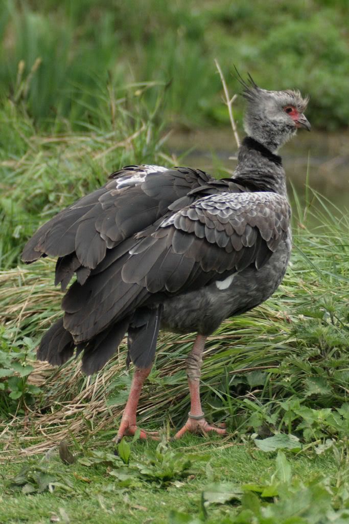 IMAGE: http://i187.photobucket.com/albums/x213/Kipper_uk/Birds/IMG_1033b.jpg