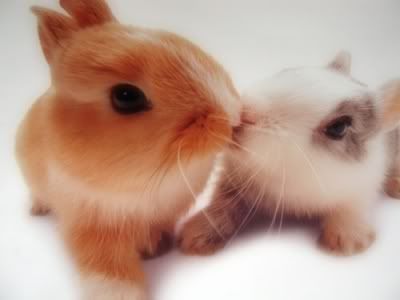 Cute Bunnies Kissing