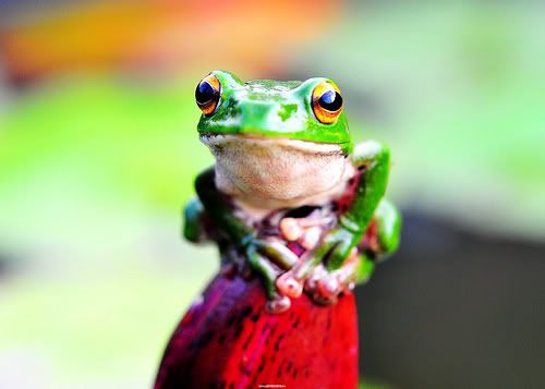 Green frog