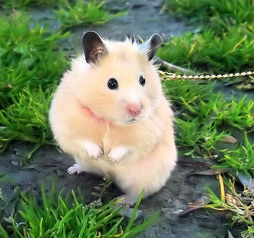 Cute hamster