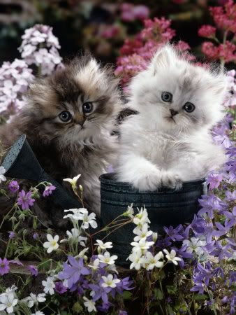 Kittens and flowers
