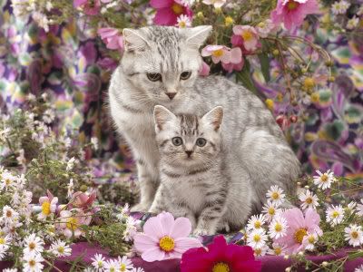Cat and kitten among flowers