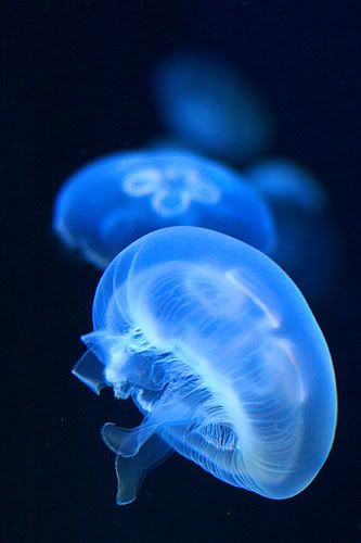 Blue Jellyfish