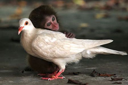 Monkey and bird