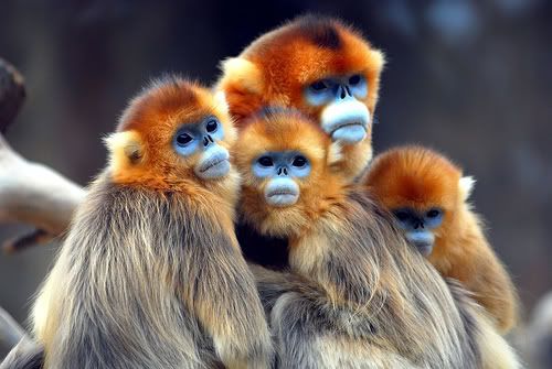 Blue faced monkeys