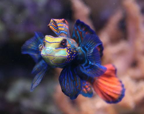 Colorful fish