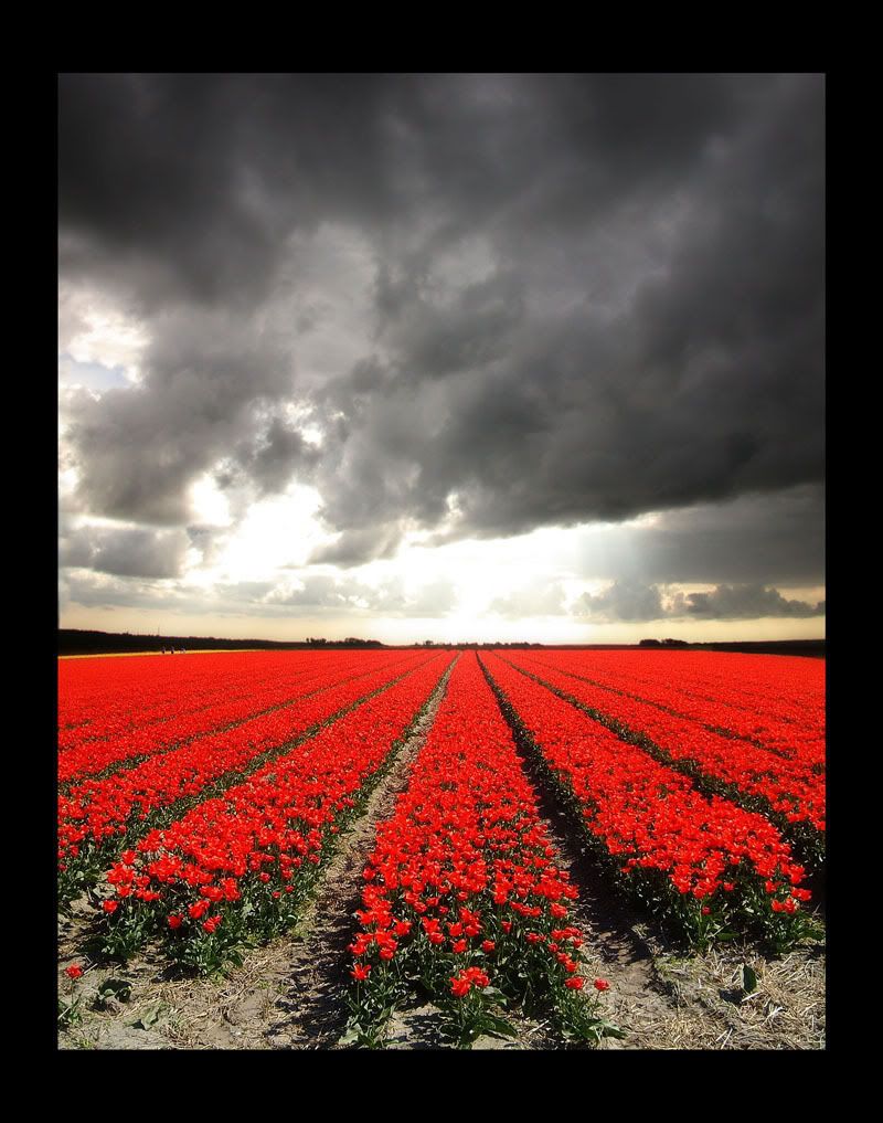 red tulips and stormclouds
