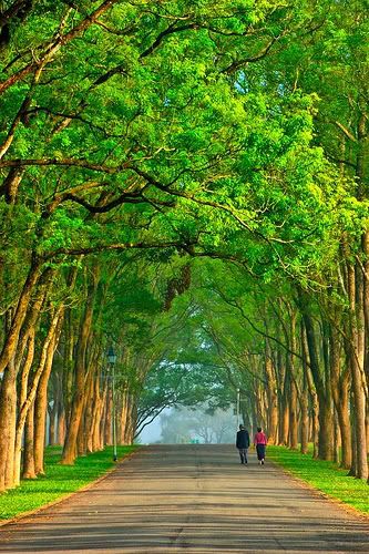 green tree walk